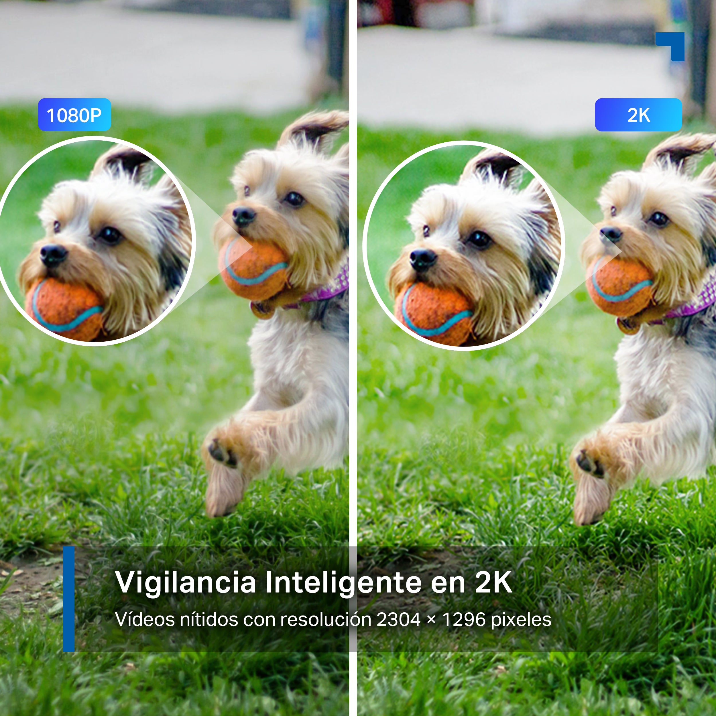 Tapo C310 - Cámara inteligente Wi-Fi de Vigilancia para Exterior 360º, 1080p, Detección IA